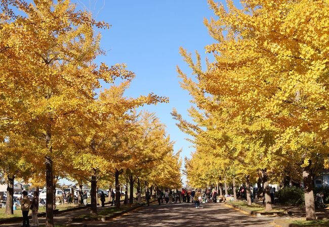 🏞️ 카조 하나사키 공원 이미지 1